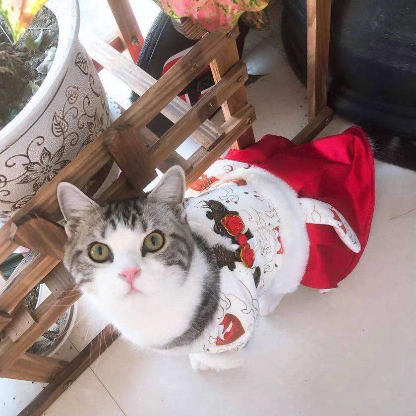 宠物猫咪唐装过年新年红