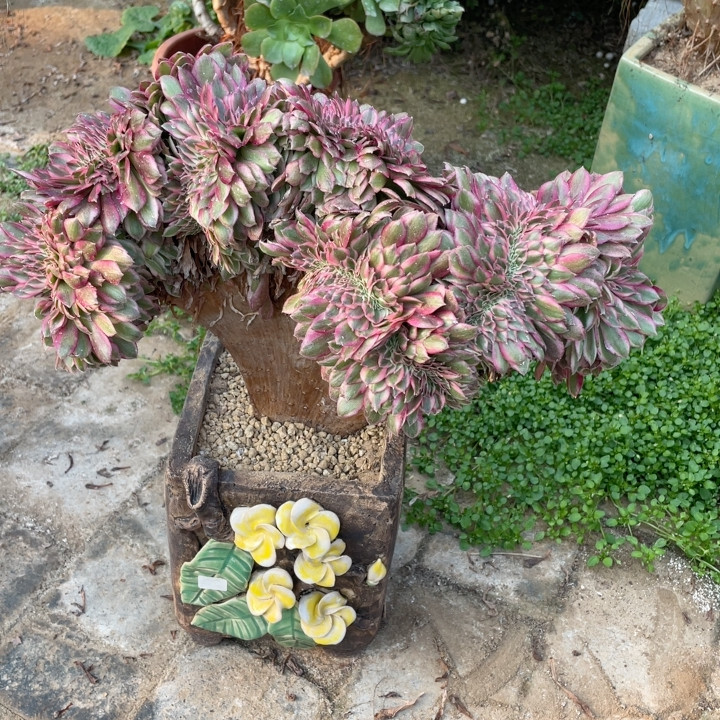 倾城,鲜花速递/花卉仿真/绿植园艺,多肉植物,淘宝优惠券,粉丝福利购,淘宝优惠卷