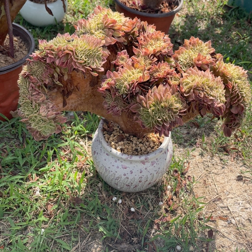 荔枝