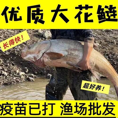 花鲢鱼苗大头鱼胖头鱼鲢鳙白鲢鱼苗草鱼苗青鱼苗鲫鱼苗鲤鱼苗