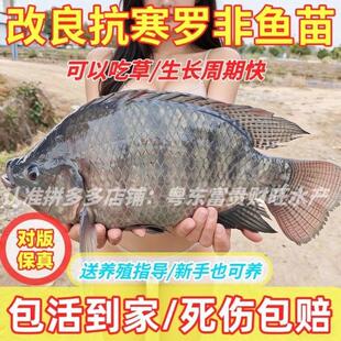 正宗罗非鱼苗海南一号单性罗非鱼苗寒抗寒罗非鱼苗脆肉罗非鱼