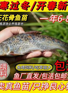 【纯正花骨鱼苗】花骨鱼苗优质大眼鱼麻花鱼季骨郎鸡浪鱼花菇鱼苗