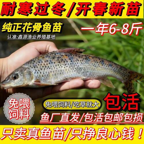 【纯正花骨鱼苗】花骨鱼苗优质大眼鱼麻花鱼季骨郎鸡浪鱼花菇鱼苗