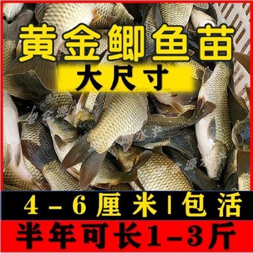 新苗大品种黄金鲫鱼苗中科五号工程鲫湘云鲫高背淡水养殖四大家鱼
