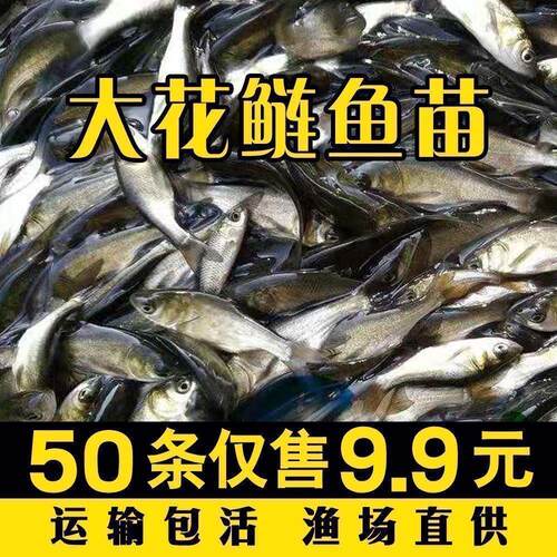 花鲢鱼苗淡水养殖大头鱼胖头鱼包损白鲢鱼鲫鱼本地草鱼苗