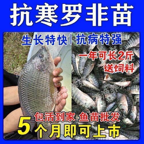 大品种罗抗寒脆肉非鱼苗单性福寿鱼放塘淡水养殖草鱼苗鲫鱼苗包活