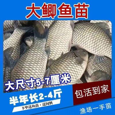 正宗中科五号鲫鱼苗工程鲫鱼淡水养殖草鱼苗鲤鱼花鲢包活