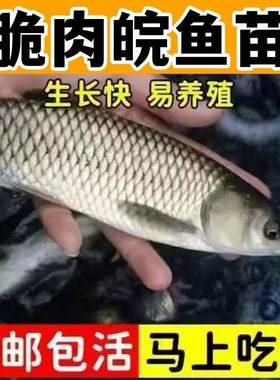 中山脆肉鲩鱼苗半斤脆鲩鱼苗20厘米草鱼苗大特大号草鲩鱼淡水养殖