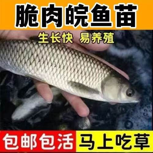 中山脆肉鲩鱼苗半斤脆鲩鱼苗20厘米草鱼苗大特大号草鲩鱼淡水养殖