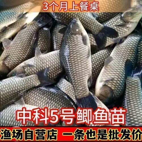 正宗中科五号鲫鱼苗淡水养殖高背银鲫黄金土鲫圆头大阪彭泽