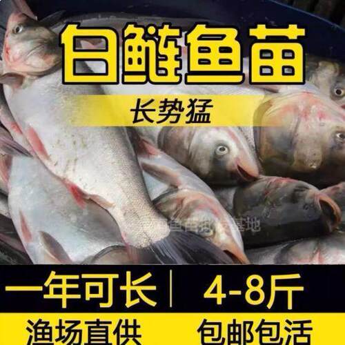 特级白鲢鲢鱼花鲢鱼大头鱼苗淡水养殖食用胖头鱼鲢鳙鱼苗雄鱼苗