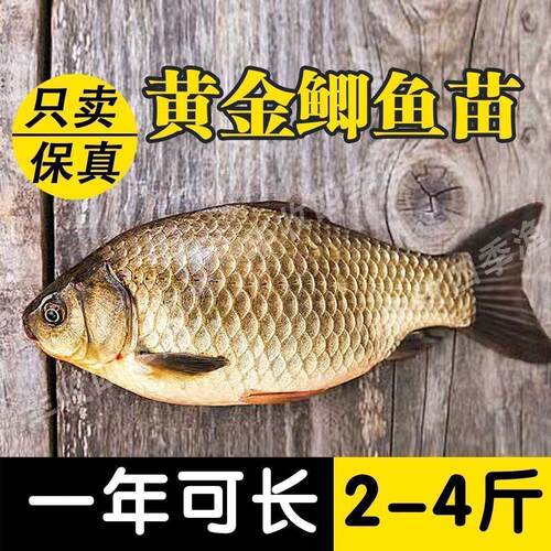 大品种工程鲫鱼苗中科五号银鲫湘云鲫高背鲫黄金鲫淡水活体草鱼苗
