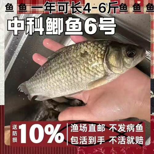 正宗中科五号6号鲫鱼苗淡水活体养殖高背银鲫黄金土鲫大阪彭泽鲫