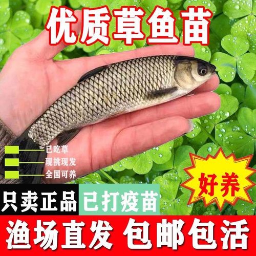 本地草鱼苗家鱼塘苗特大草鱼苗黑脆皖鱼活体半斤半斤草鱼苗