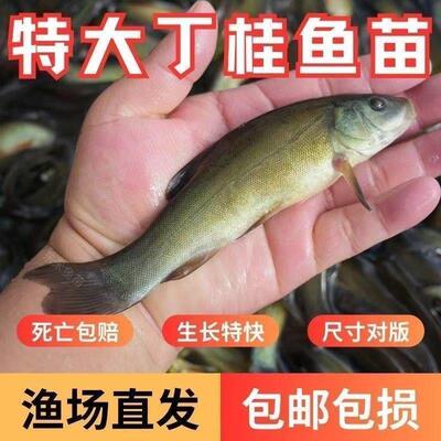 (特级丁桂鱼苗) 丁桂鱼苗淡水养殖耐寒养活冷水鱼医生丁桂水花苗