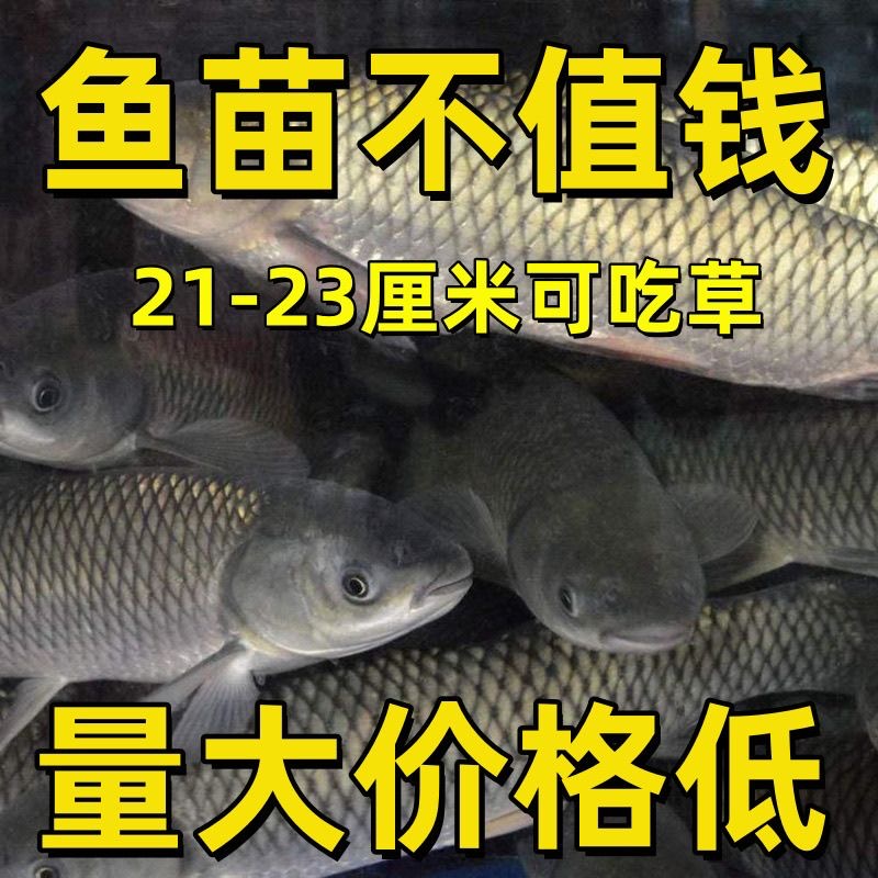 本地草鱼苗家鱼塘苗特大草鱼苗