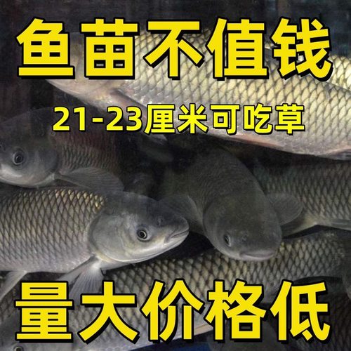 本地草鱼苗家鱼塘苗特大草鱼苗