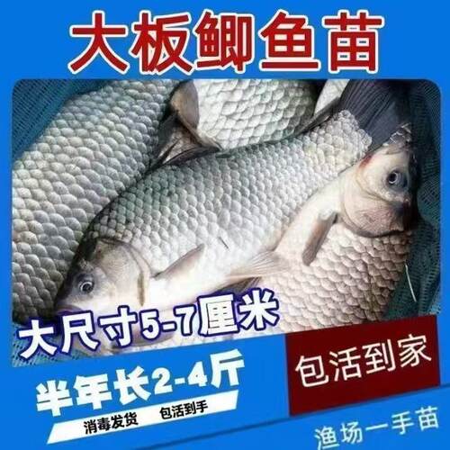 大品种优质鲫鱼苗中科五号工程鲫湘云鲫高背鲫淡水养殖活体鲤鱼苗