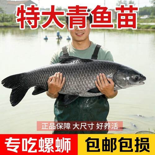 大品种优质螺蛳青鱼苗黑皖鱼草鱼苗养殖淡水花鲢白鲢鲢鳙鱼苗
