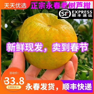 顺丰新鲜永春芦柑椪柑现货现发