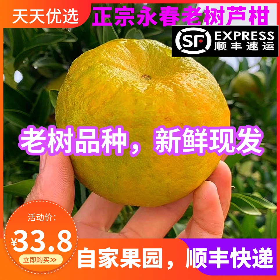 顺丰新鲜永春老树芦柑现摘现发