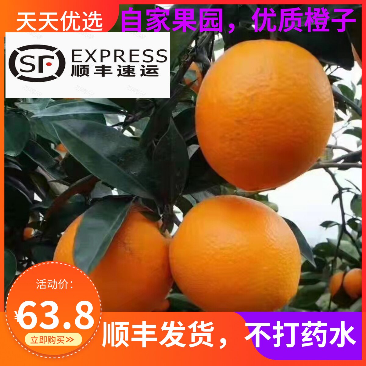 现摘现发永春脐橙孕妇水果不打药