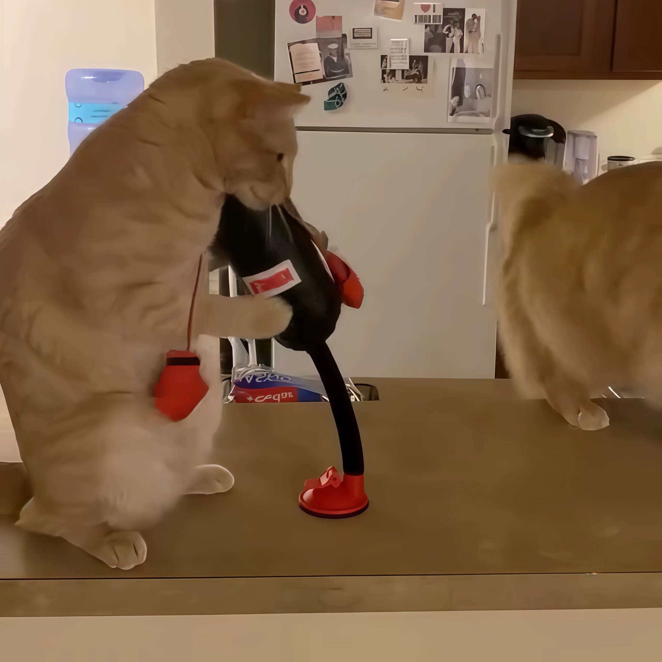 猫咪拳击手套趣味吸盘式逗猫棒自嗨解闷立柱幼猫互动游戏道具