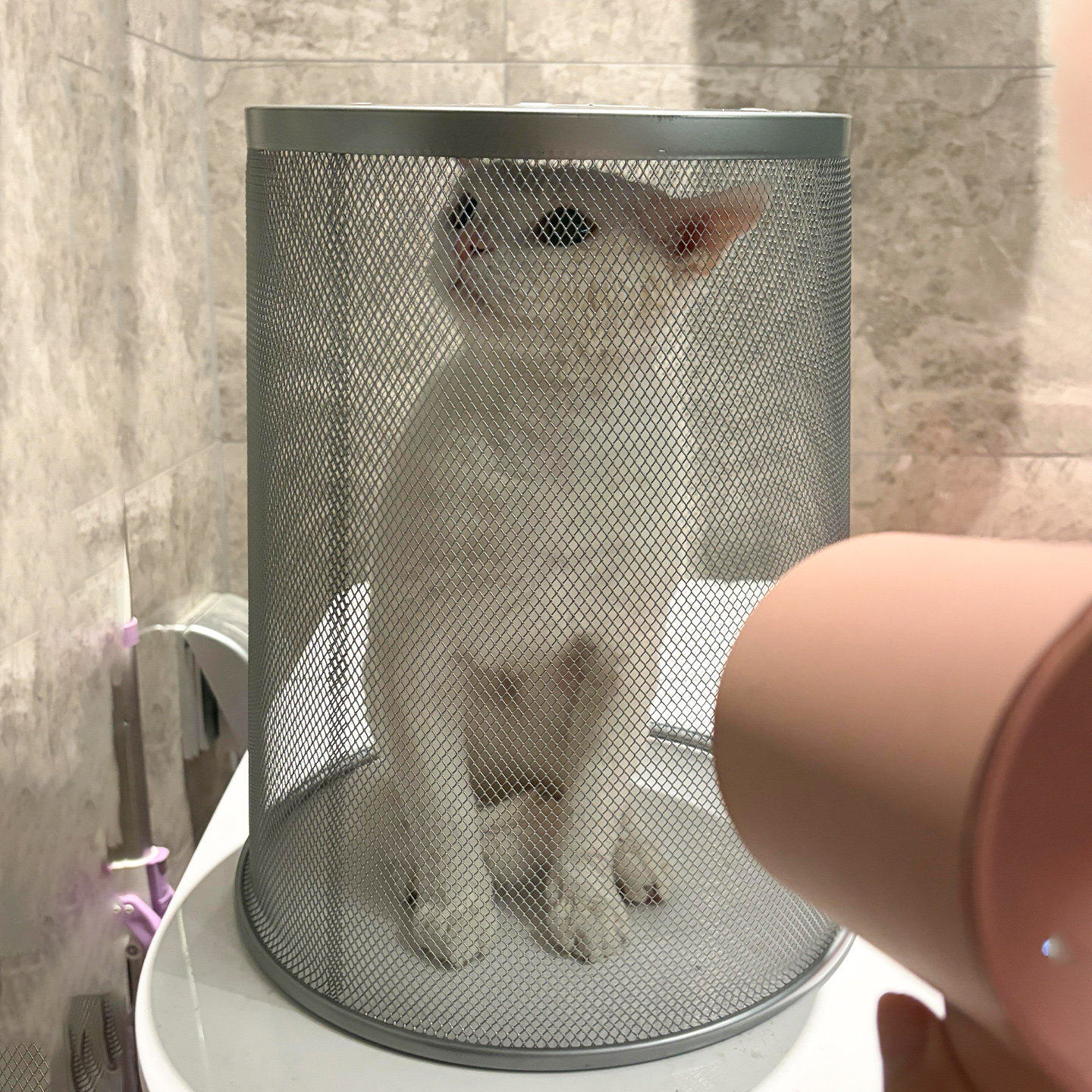 宠物猫咪烘干箱家用静音小型犬洗澡专用吹干神器防抓防挣脱铁网