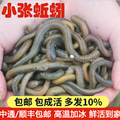活体鱼饵黄鳝活饵黑蚯蚓青蚯蚓臭蚯蚓灰蚯蚓大蚯蚓 鲜活蚯蚓 包邮
