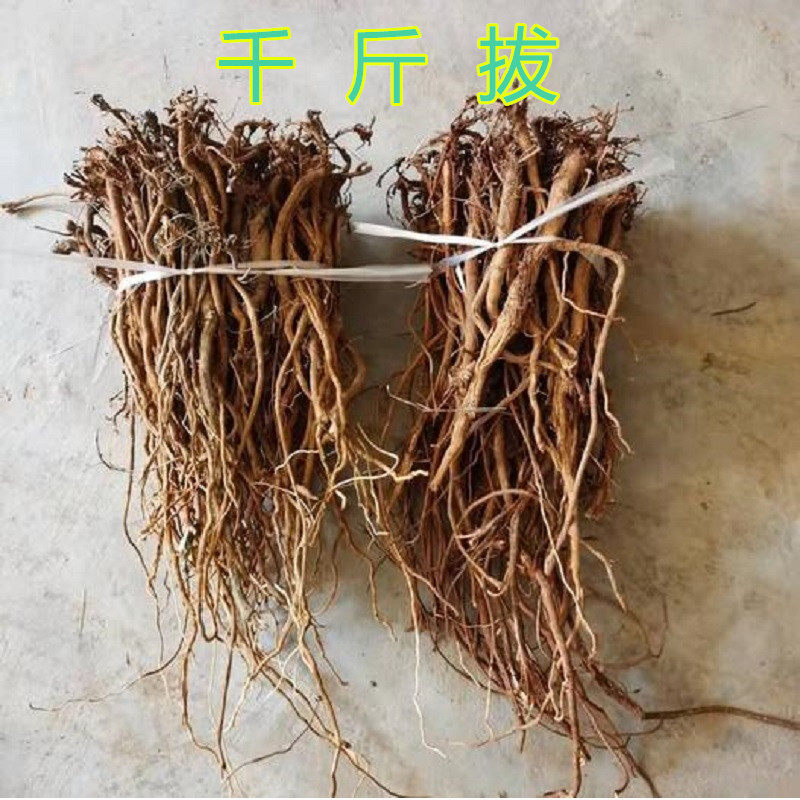 千斤拔 千金拔 一条根 钻地风中草药材干货500克包邮野生货无添加