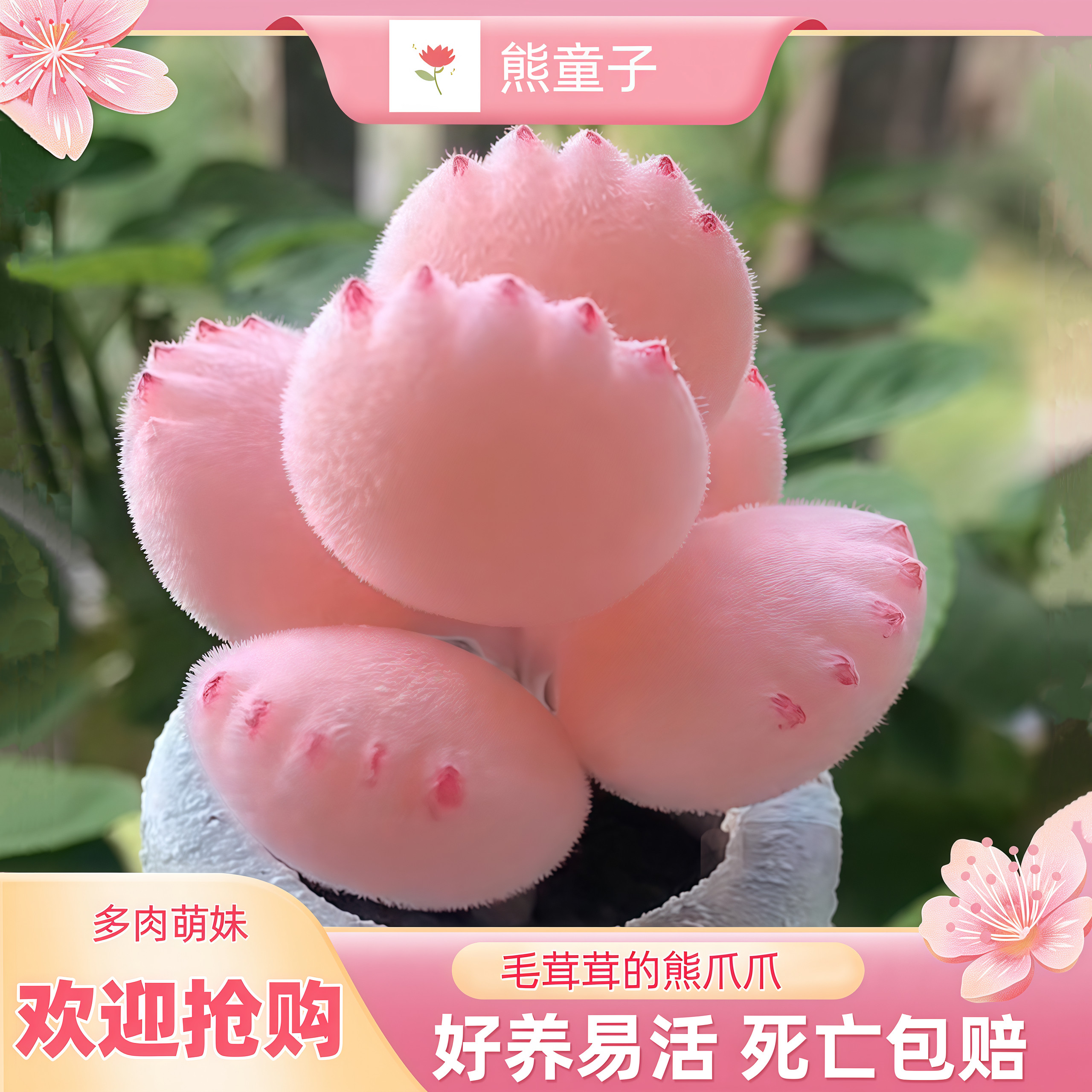 多肉熊爪植物熊童子【锦】粉色熊多肉植物