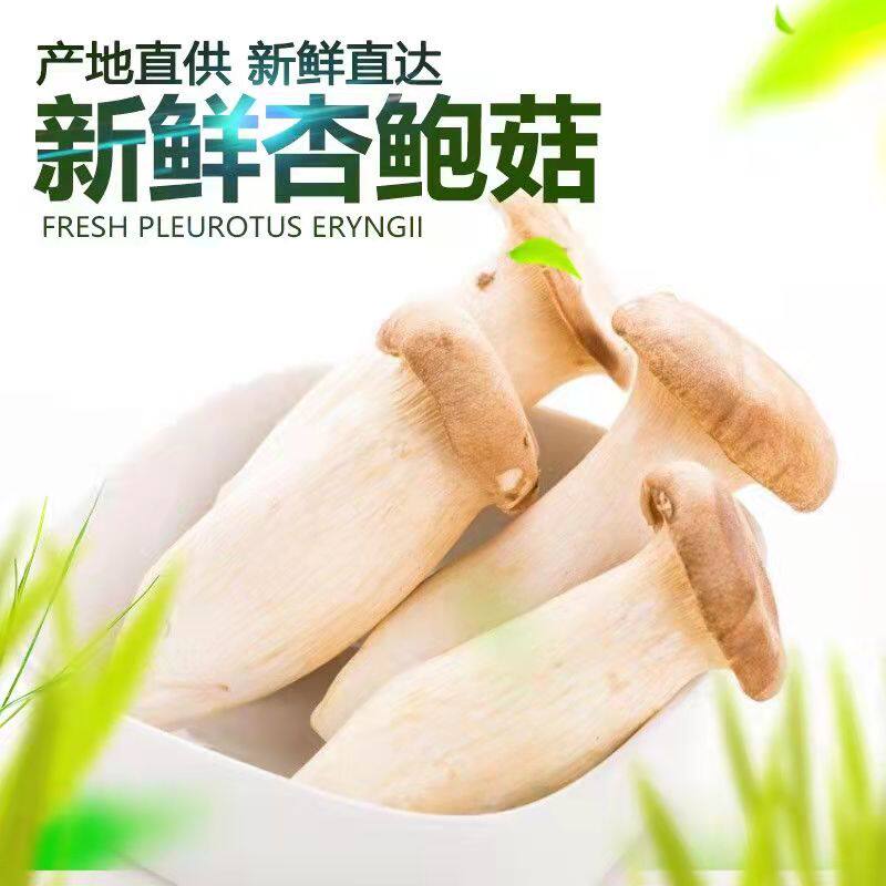 新鲜杏鲍菇鸡腿菇食用菌菌菇