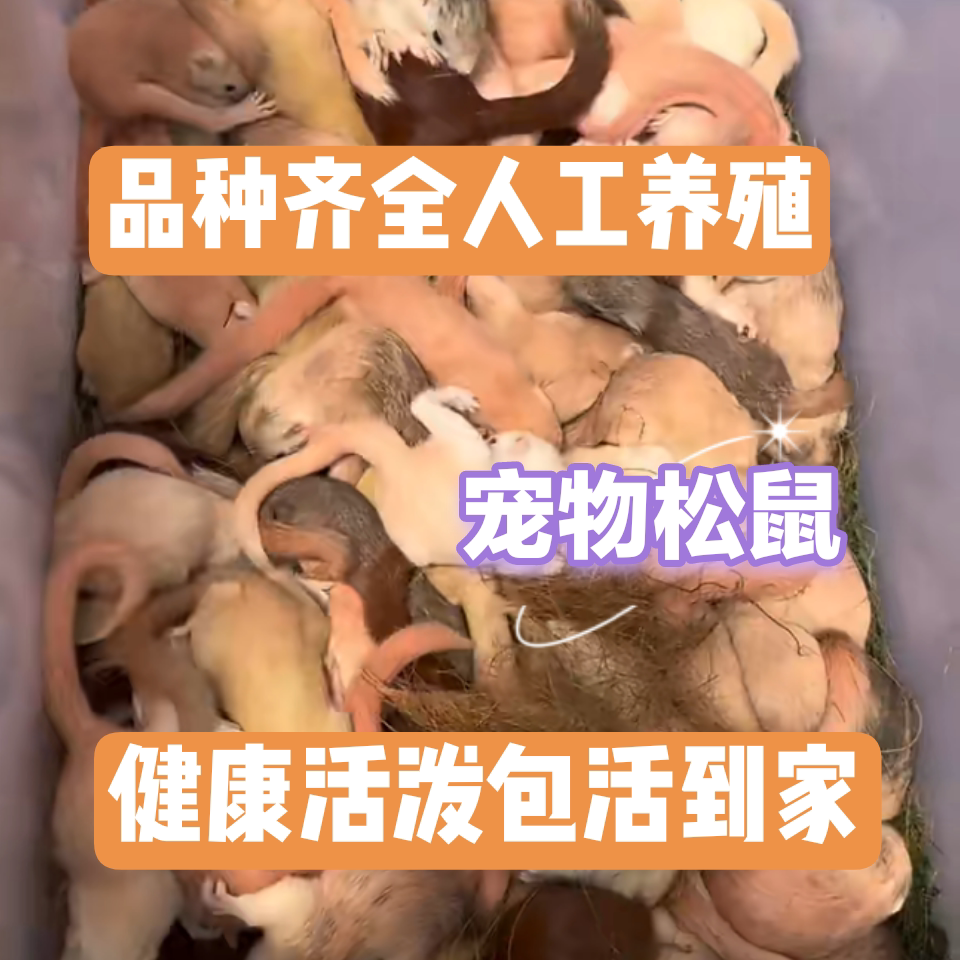 松鼠幼崽萌宠新手友好不咬人易饲养公母可选包邮宠物仓鼠小仓鼠图片