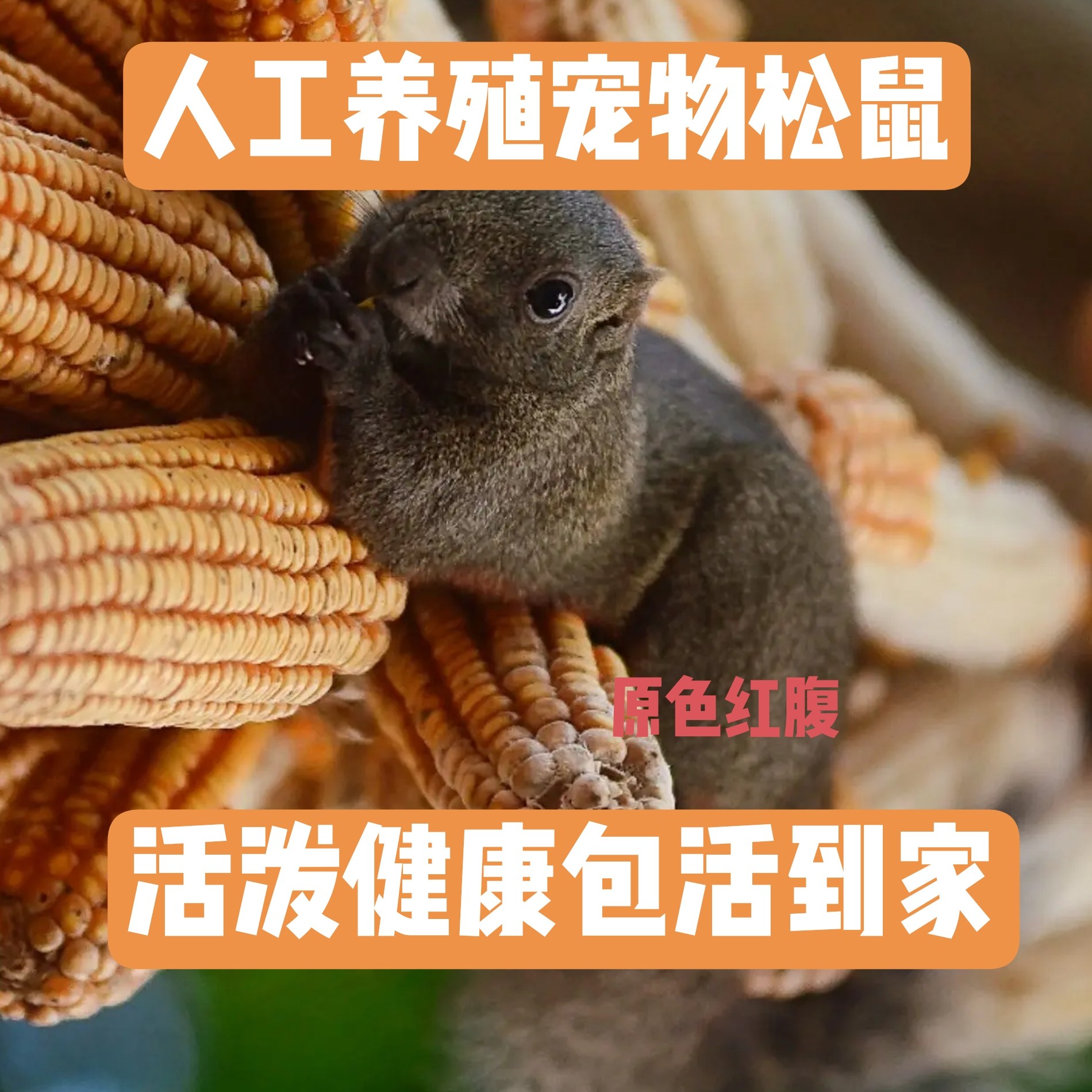红腹金花三色魔王雪地饲养观赏幼崽宠物家养包活白化黄化人工养殖
