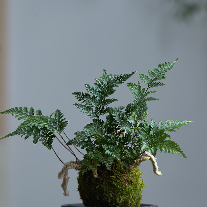 狼尾蕨盆栽蕨类植物耐阴室内绿植小盆景办公室桌面茶几净化空气花