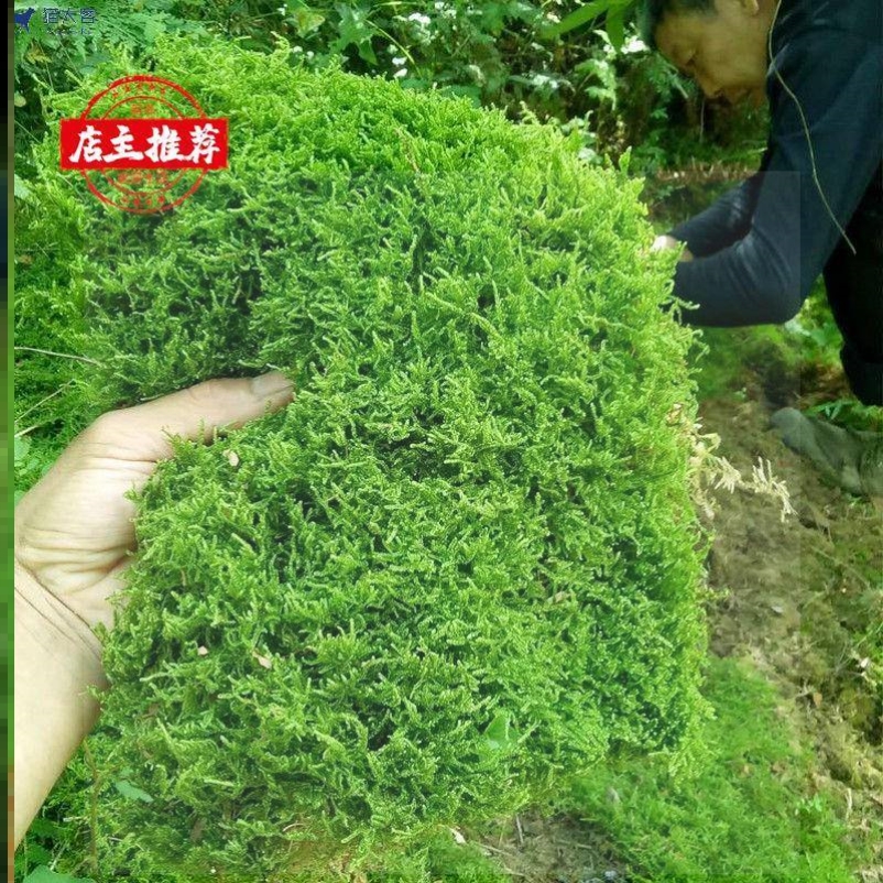 爱尔兰珍珠草石竹家庭阳台地被盆栽1苔藓绿植花卉多年园艺草庭院,