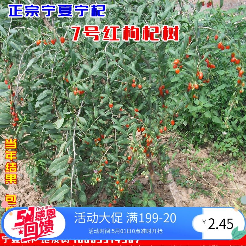 枸杞树苗宁夏7号红枸杞树当年结果枸杞苗盆栽红枸杞树苗南北方种
