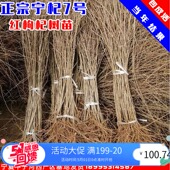 枸杞苗树苗宁夏7号红枸杞苗当年结果盆栽地栽枸杞树南北方种枸杞