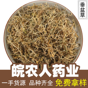 垂盆草500克石指草佛甲草干货吊吊草锤盆草中药材大全代发批发