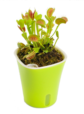 捕蝇草蜘蛛花市盆栽室内绿植植物