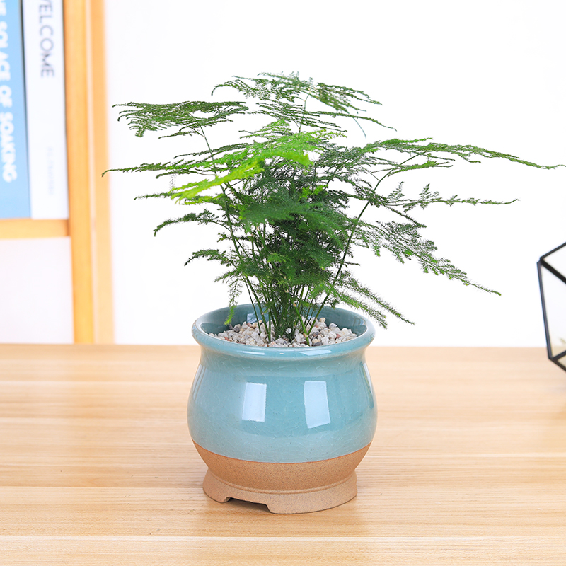 办公桌面防辐射吸甲醛文竹盆栽