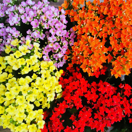 单瓣阳台庭院多肉植物巴黎花卉