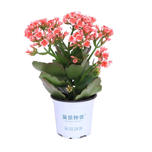 昊景单瓣长寿花岩丁开花带花苞阳台庭院花卉多肉植物巴黎重瓣