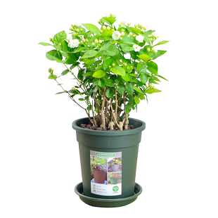 茉莉花盆栽室内花卉重瓣茉莉观花植物四季好养带花苞开花阳台绿植
