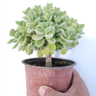 ll大颗碰碰香多肉木质化老桩盆栽一抹香室内外桌面趣味盆栽懒人好