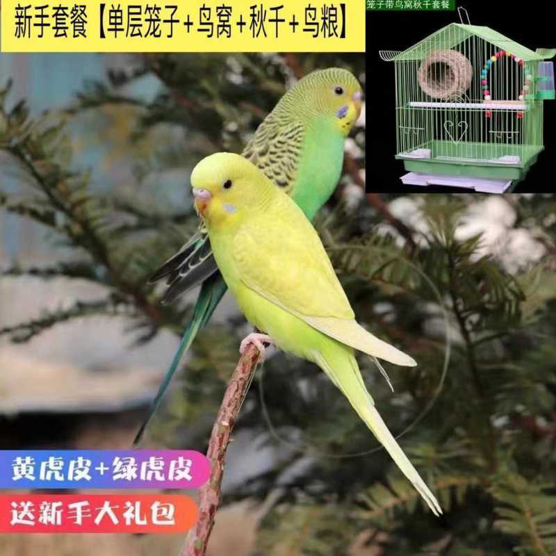鹦鹉鸟宠物鸟能学说话手养鹦鹉亲人鹦鹉观赏鸟包活