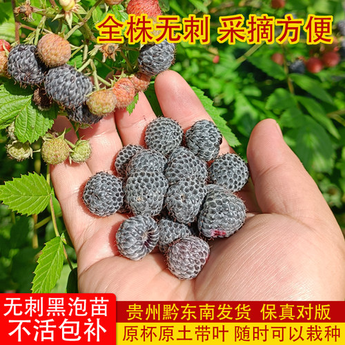 多年生无刺黑泡树莓带土发货