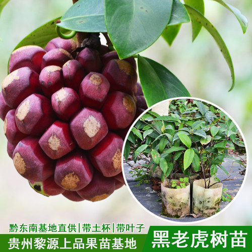 布福娜大苗带土带叶贵州黑老虎
