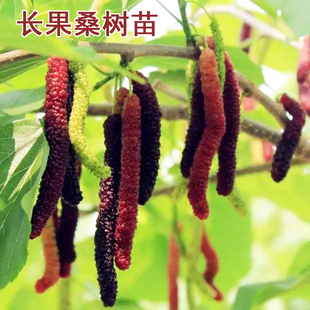 桑树苗台湾长果桑苗桑椹无籽大十黑桑白玉王香金葚苗四季盆栽种植