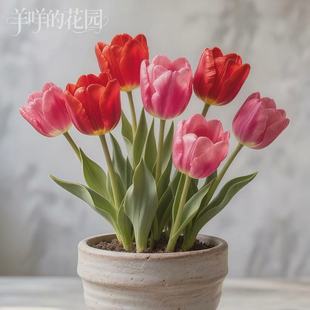 进口郁金香种球五度球荷兰球水培土培盆栽地栽羊咩 花园